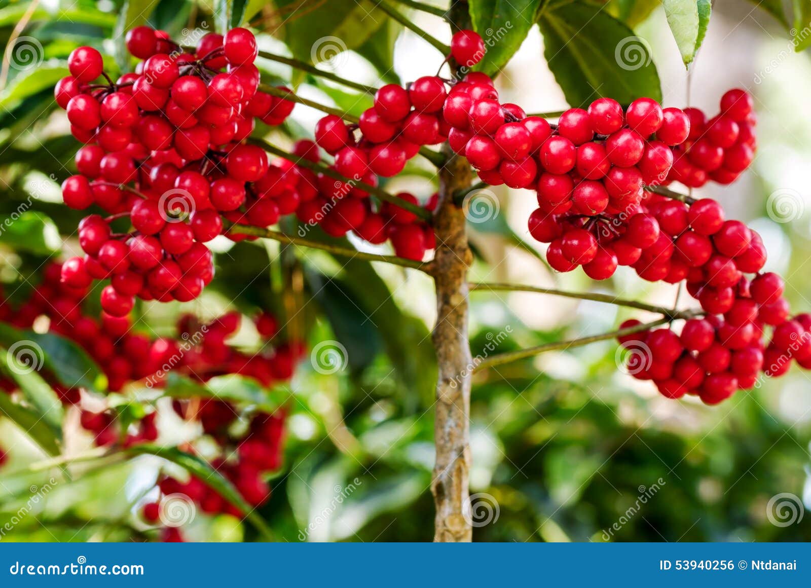 ardisia crenata berries